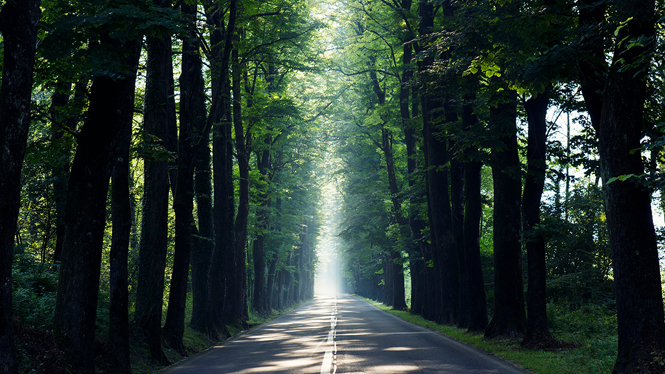 väg och skog